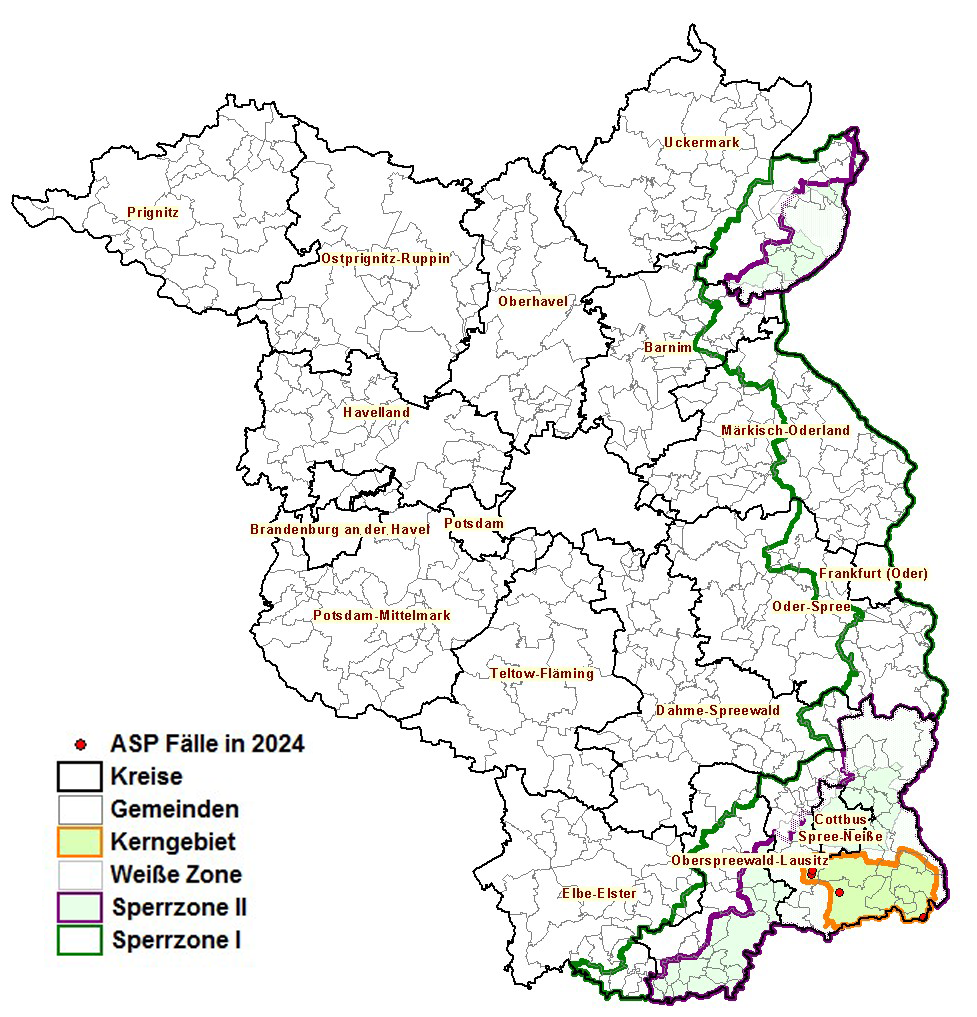 Bild: Auf der Brandenburg-Karte sind die von der Schweinepest betroffenen Gebiete 2024 gekennzeichnet. (Stand 6. März 2024) 