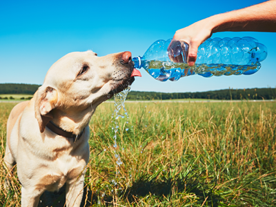 Hund trinkt aus Trinkflasche