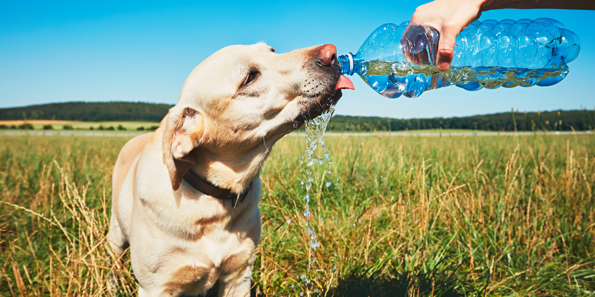 Dieses Foto zeigt einen Hund, der von einem Menschen aus einer Plastikflasche Wasser zu trinken bekommt.