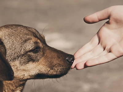 Hund schnuppert an einer Hand