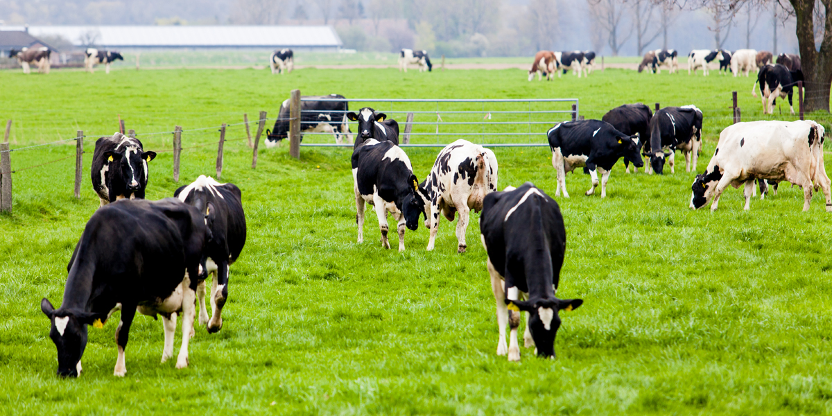 Symbolfoto: Kühe auf landwirtschaftlichen Nutzflächen (Foto: Colourbox.de / Eugen Wais)