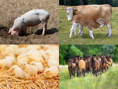 Das Bild ist eine Montage aus vier Tierfotos: Schwein, Küken Kühe und Pferde 