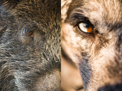 Geteiltes Bild mit dem Kopf eines Wildschweines und eines Wolfes