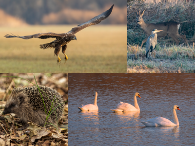 Das Bild ist eine Montage aus vier Tierfotos: Schwäne, Igel, Seeadler, Reh und Reiher