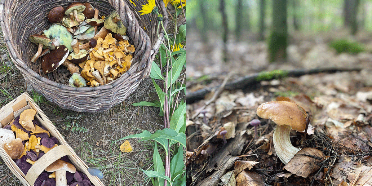 Bildmontage links 2 Körbe mit Pilzen und rechts ein Steinpilz