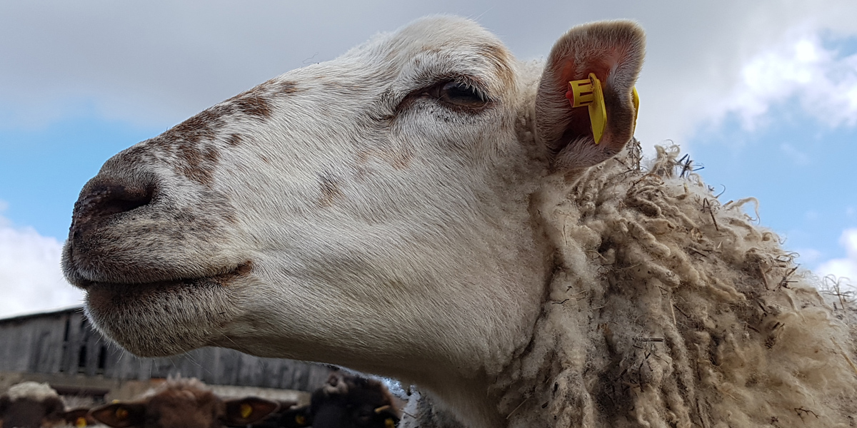 Auf dem Foto ist der Kopf eines Schafes zu sehen. In dem linken Ohr steckt eine gelbe Ohrmarke.
